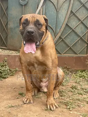 1-3 months Female Purebred Boerboel