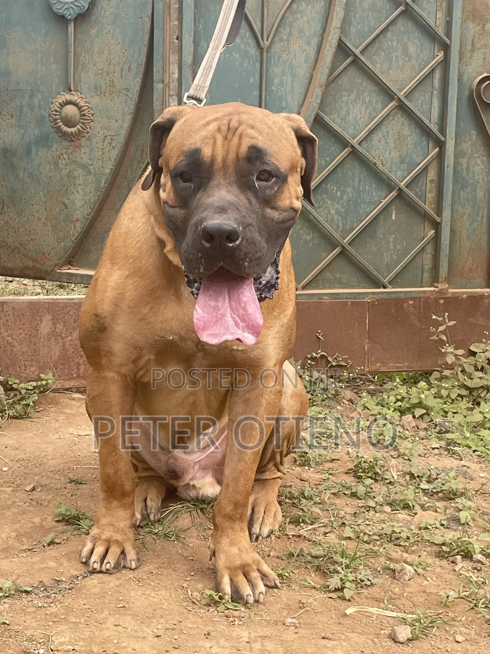 1-3 months Female Purebred Boerboel