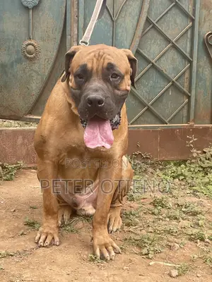 1-3 months Female Purebred Boerboel