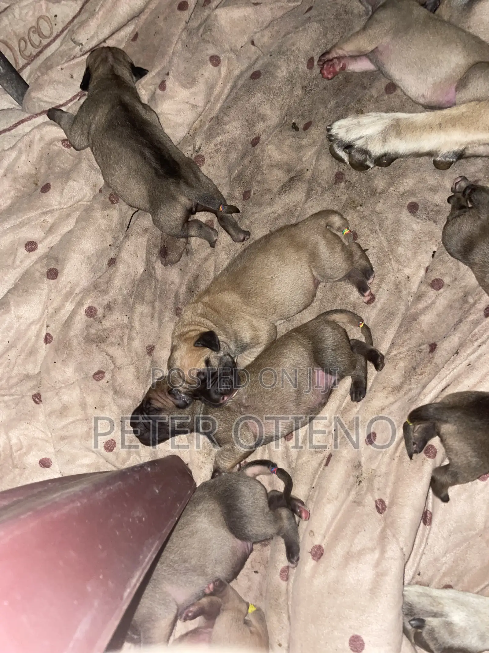 1-3 months Female Purebred Boerboel