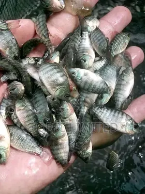 Fish Fingerlings for Farmers
