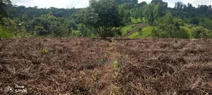 Farming Land and Resident