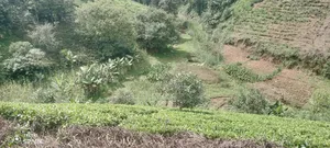 Farming Land and Resident