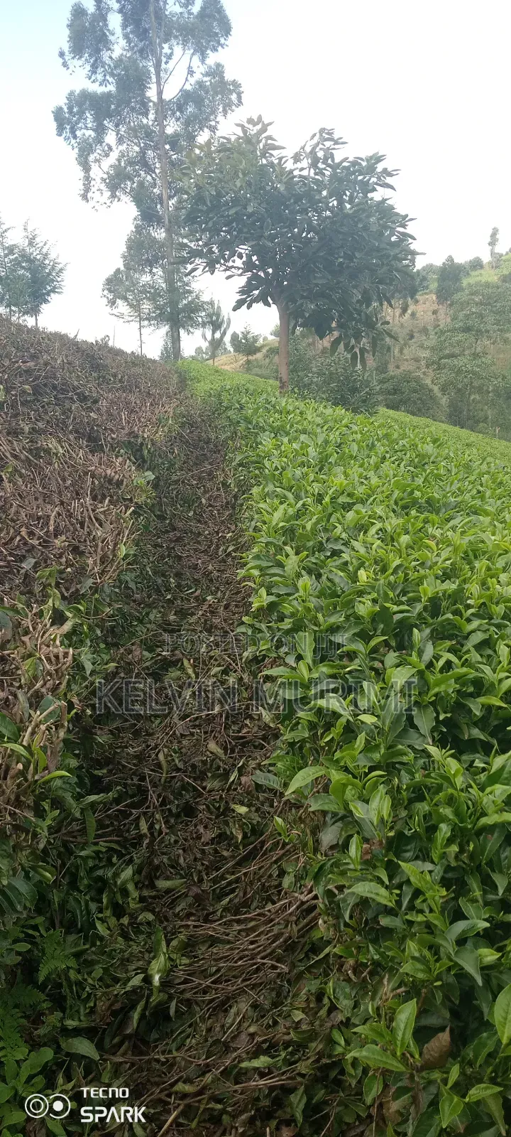 Farming Land and Resident