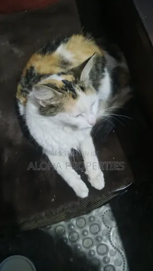 1-3 months Female Mixed Breed Siberian