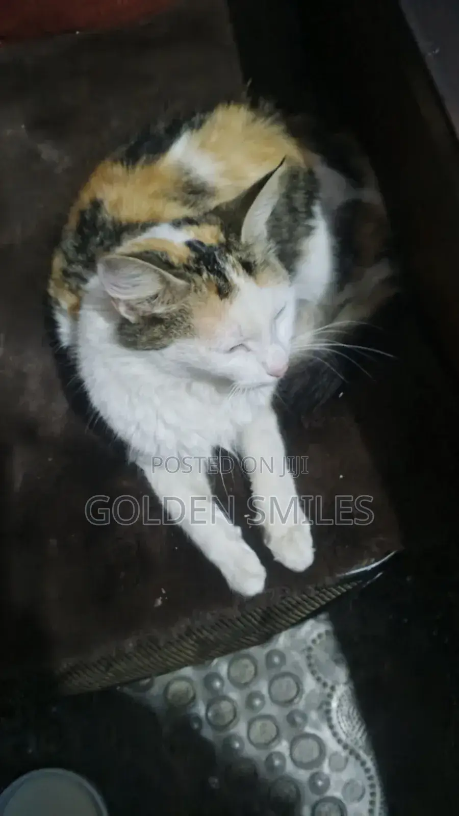 1-3 months Female Mixed Breed Siberian