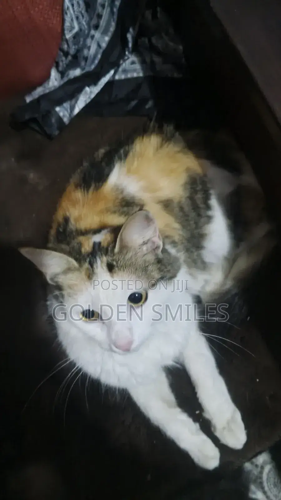 1-3 months Female Mixed Breed Siberian