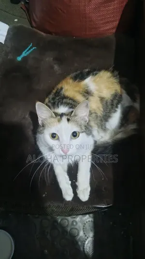 1-3 months Female Mixed Breed Siberian