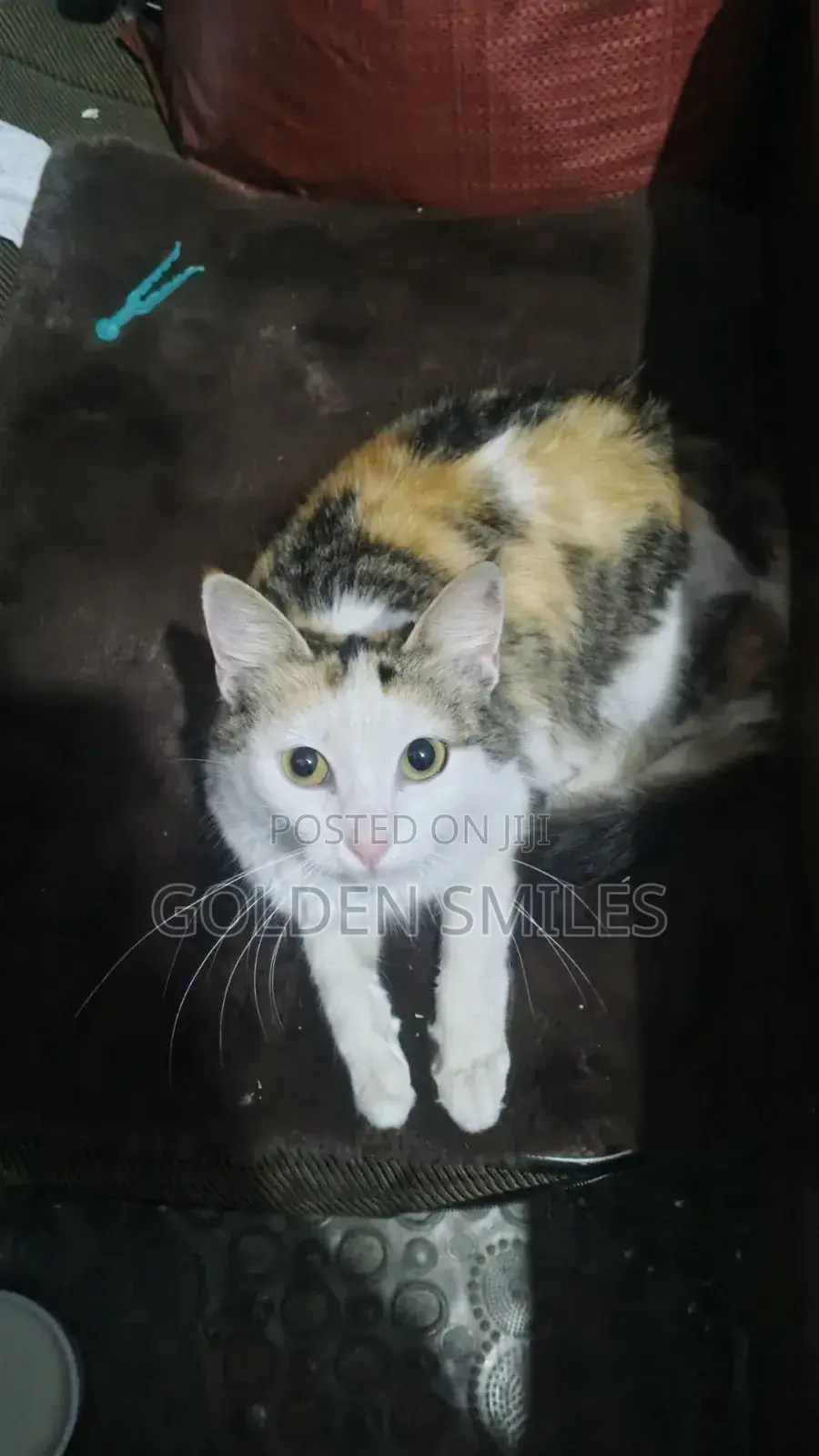 1-3 months Female Mixed Breed Siberian