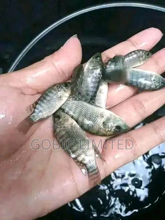 Red Tilapia Fingerlings