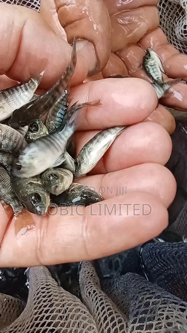 Nile Tilapia Fish Fingerlings