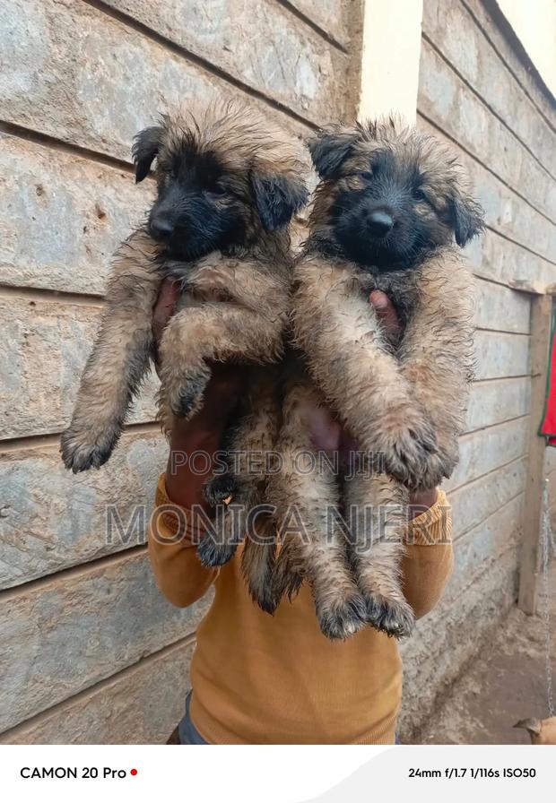 1-3 months Male Purebred Belgian Tervuren