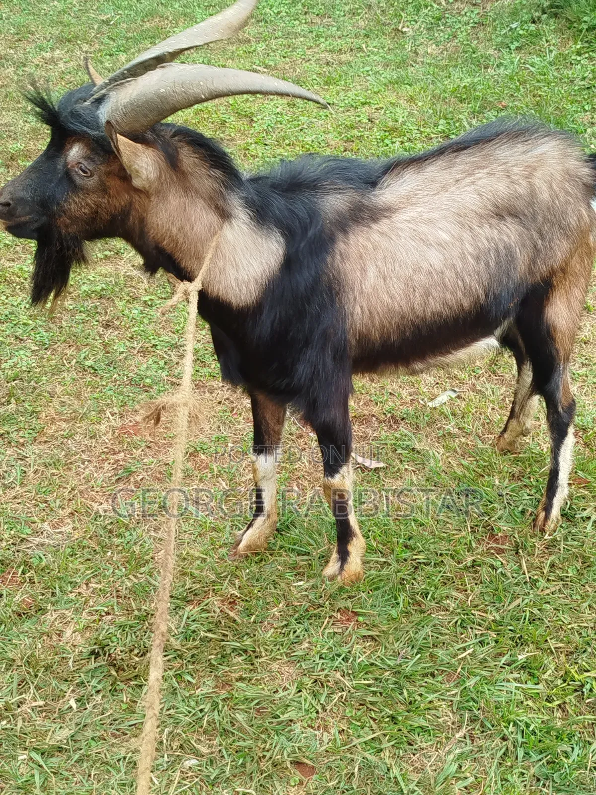 German Alpine He Goat