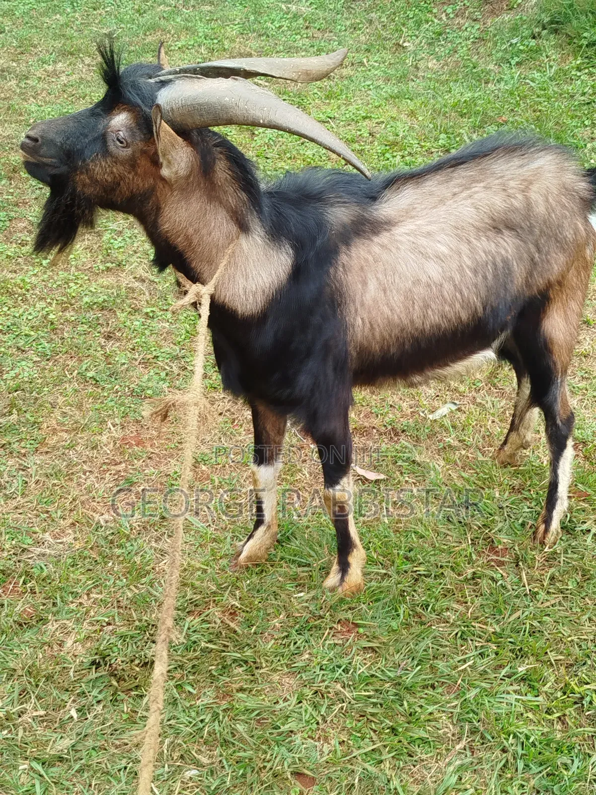 German Alpine He Goat