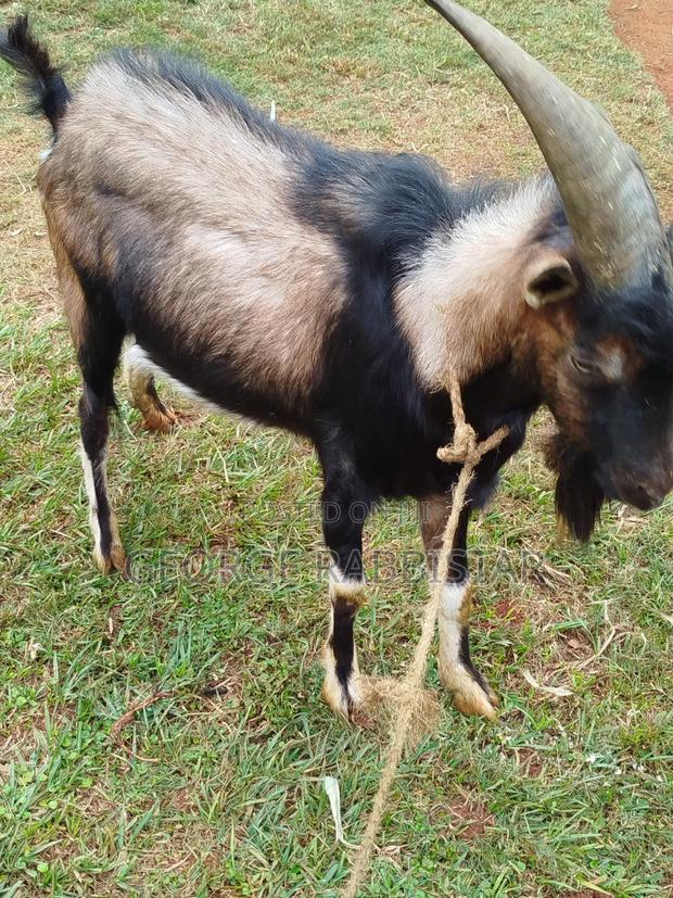 German Alpine He Goat - thumbnail 3