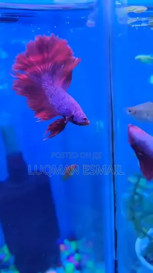 Betta Fish Available