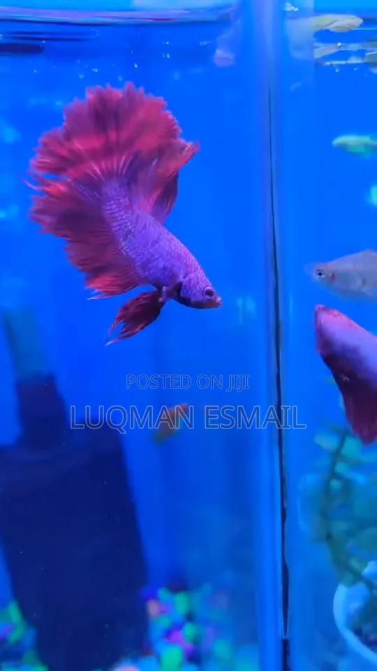 Betta Fish Available