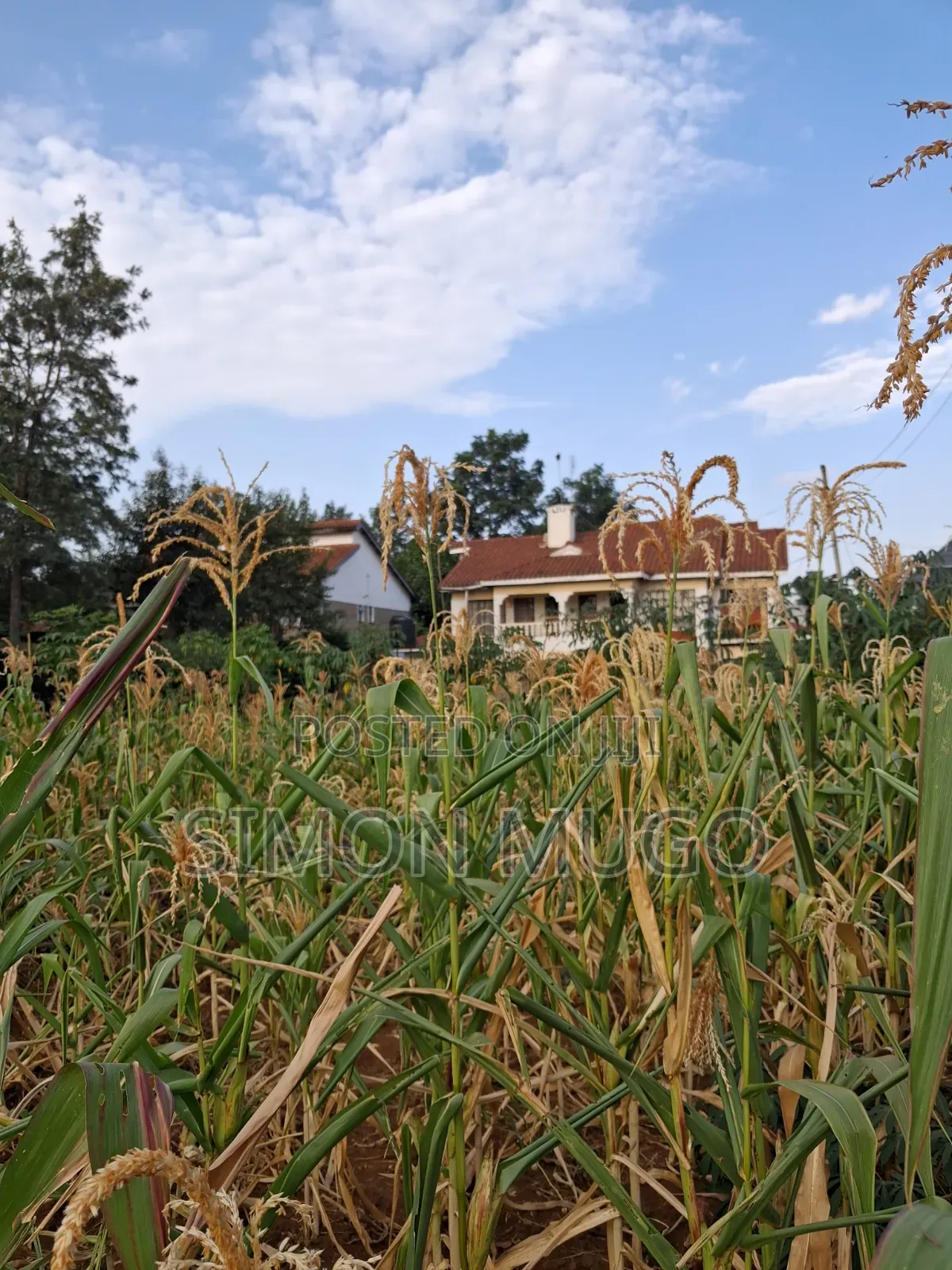 K/ Sukari Muranga Road Fully Serviced Well Drained Red Soil 1/4 Acre
