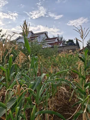 K/ Sukari Muranga Road Fully Serviced Well Drained Red Soil 1/4 Acre