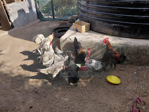 Kienyeji Chickens