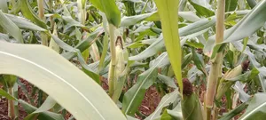 Prime 2 Acres Muranga Gaitega