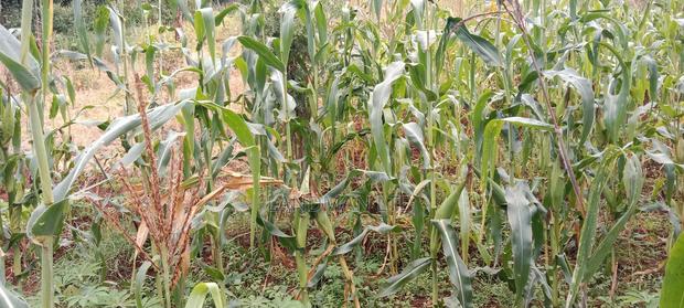 Prime 2 Acres Muranga Gaitega - thumbnail 7