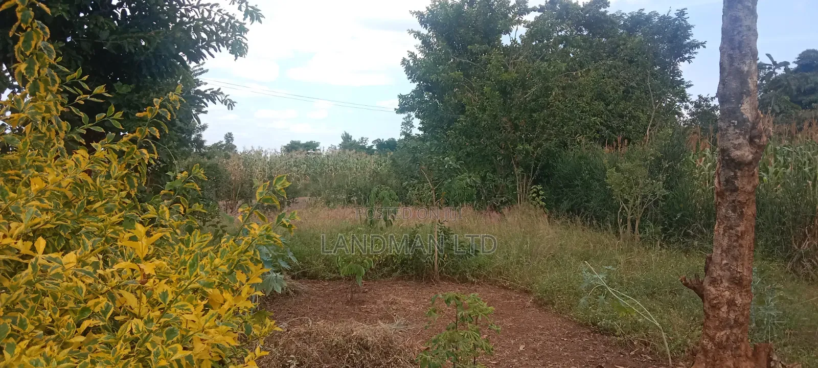 Prime 1/4 Acre - Kiharu Muranga