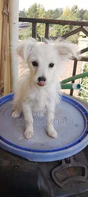 3-6 months Female Purebred Chihuahua