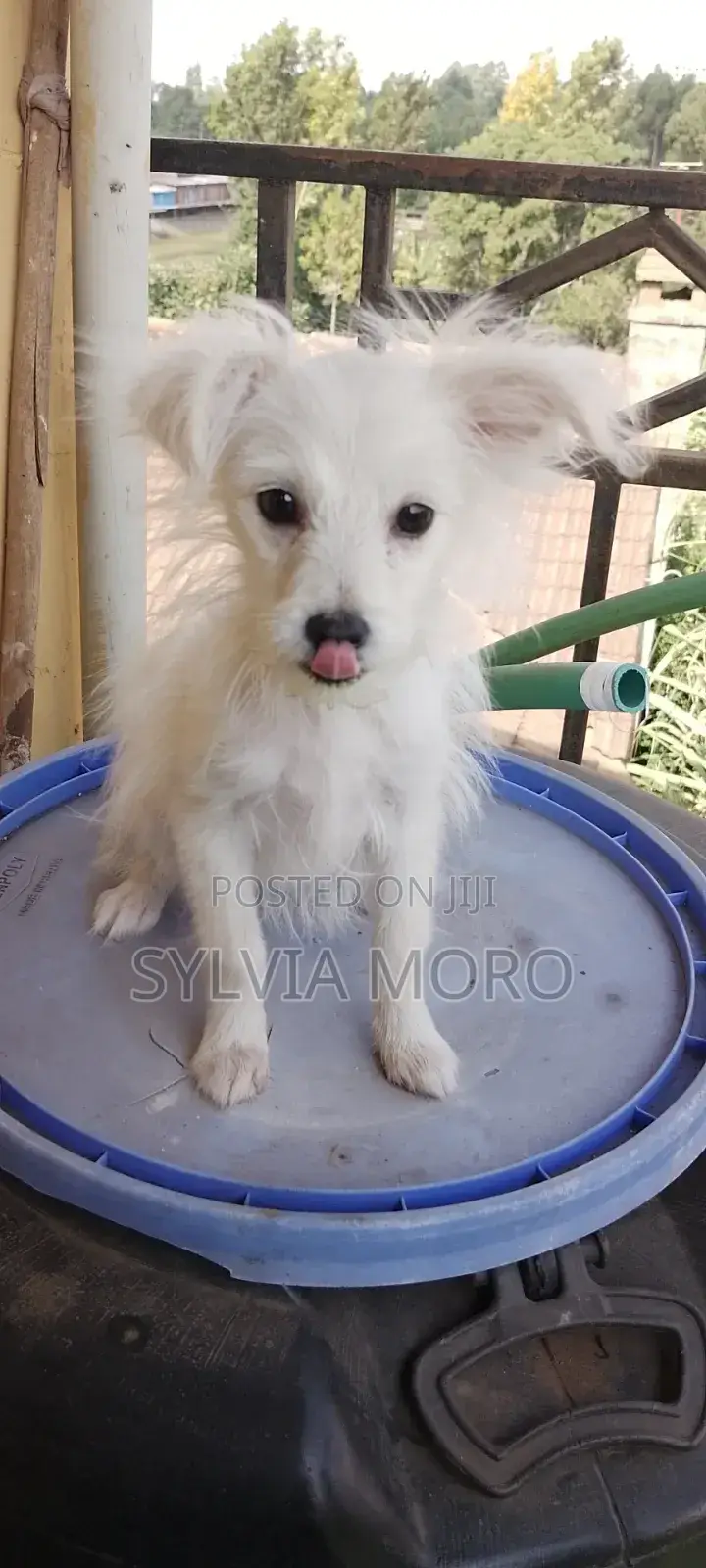 3-6 months Female Purebred Chihuahua