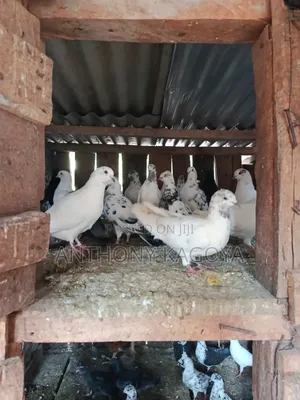 We Are Selling Adult Young and Senior Doves