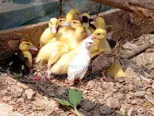 Small Domestic Black and White Ducklings Muscovy Mulard Breed