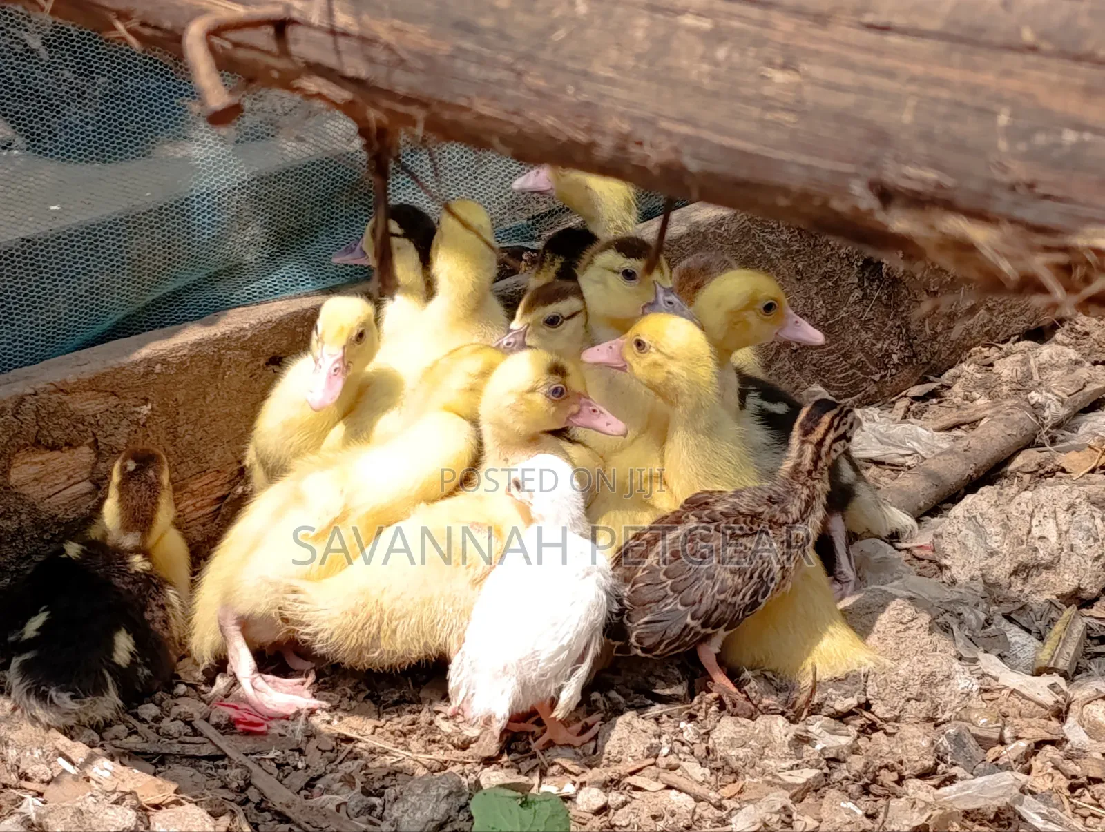 Small Domestic Black and White Ducklings Muscovy Mulard Breed