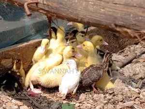 Small Domestic Black and White Ducklings Muscovy Mulard Breed