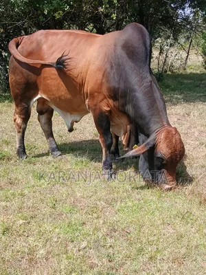 Quality Brahman Bulls Available .