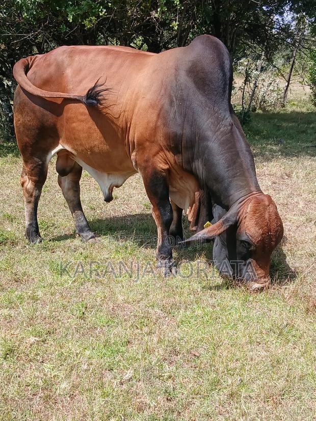 Quality Brahman Bulls Available .