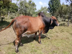 Quality Brahman Bulls Available .