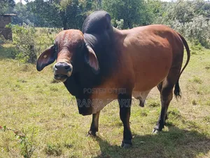 Quality Brahman Bulls Available .