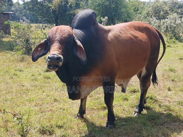 Quality Brahman Bulls Available . - thumbnail 3