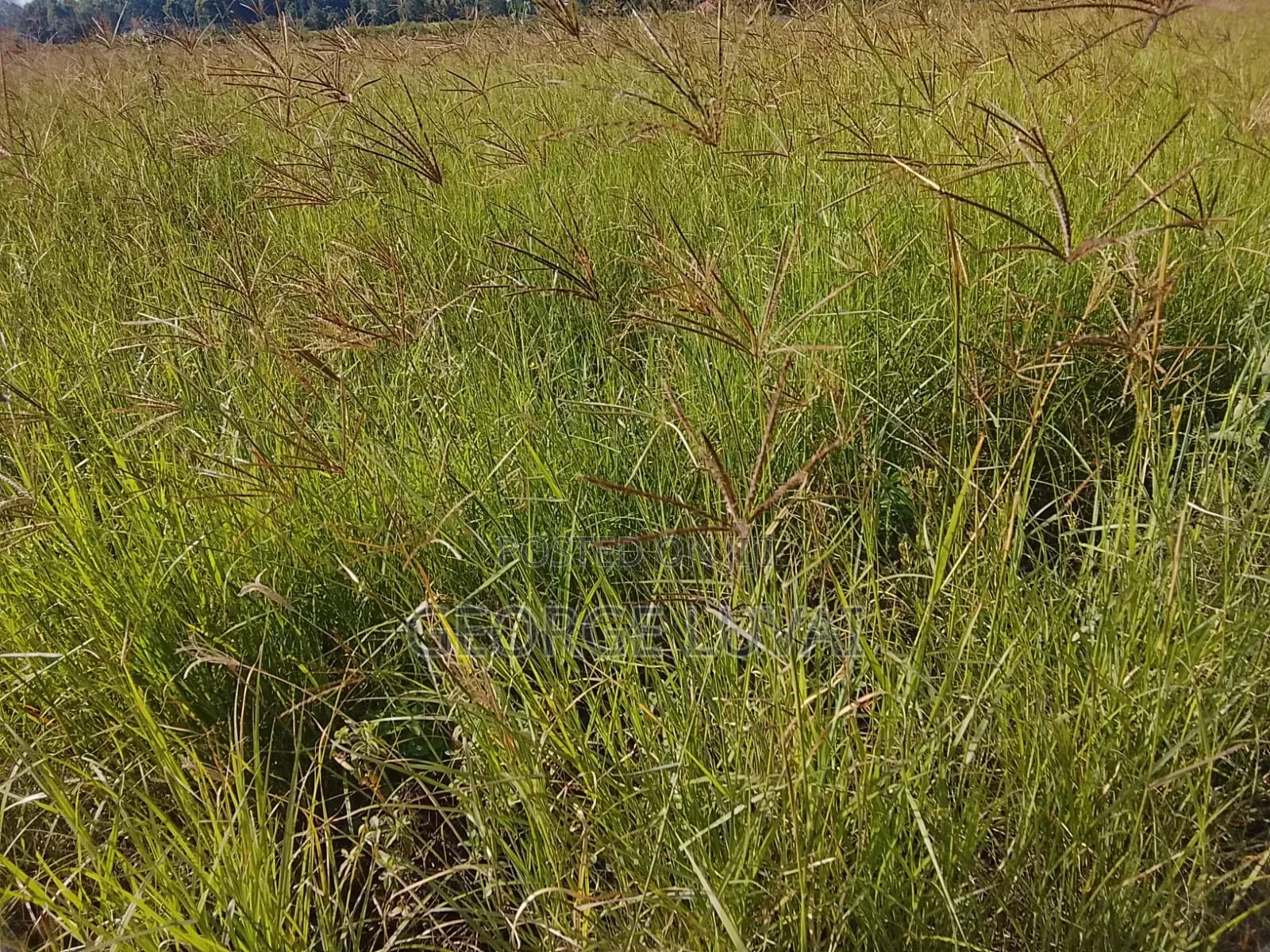 Boma Rhodes Grass
