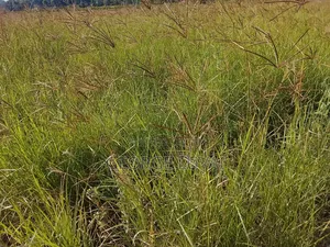 Boma Rhodes Grass