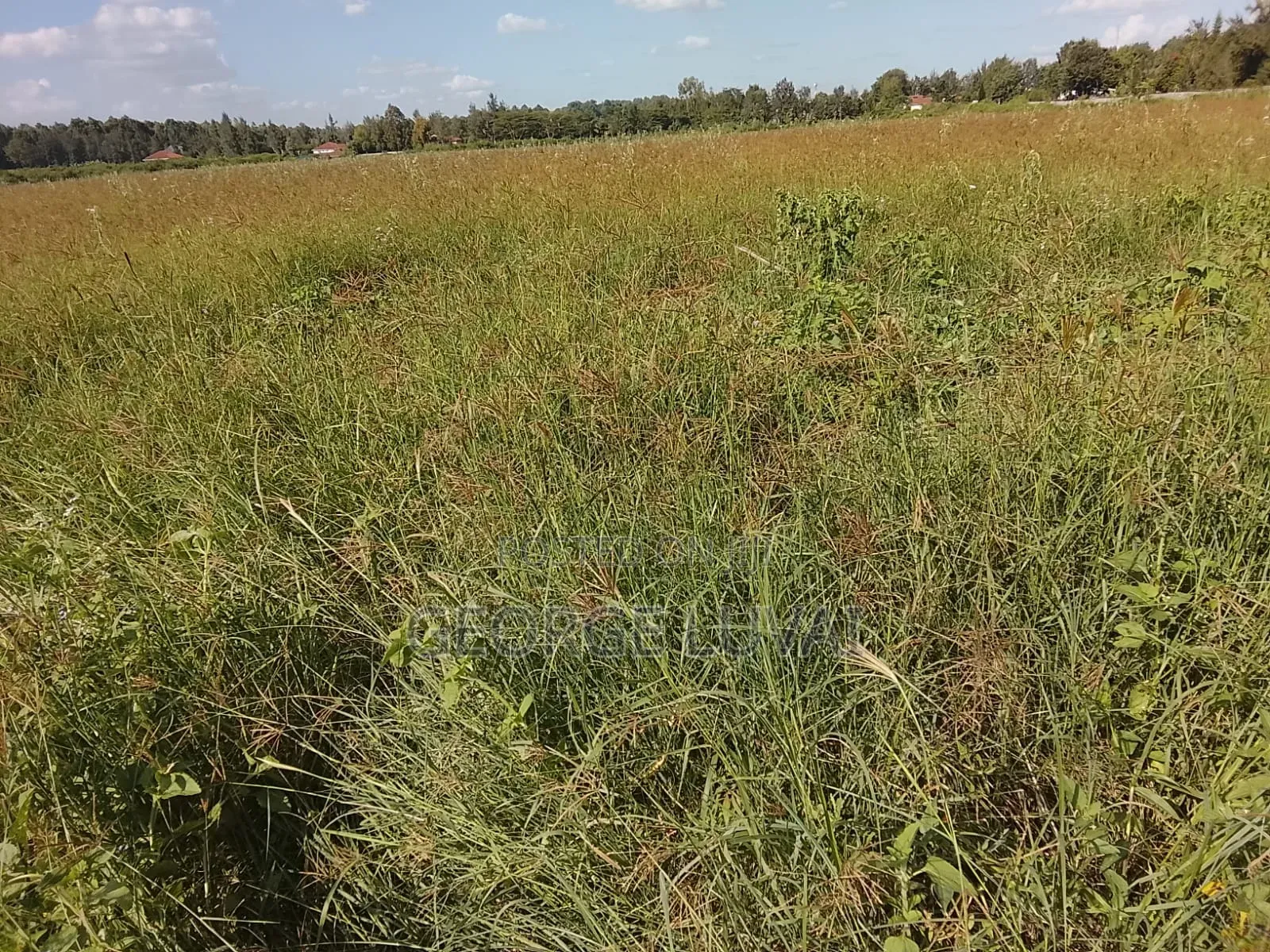 Boma Rhodes Grass