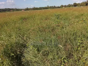 Boma Rhodes Grass