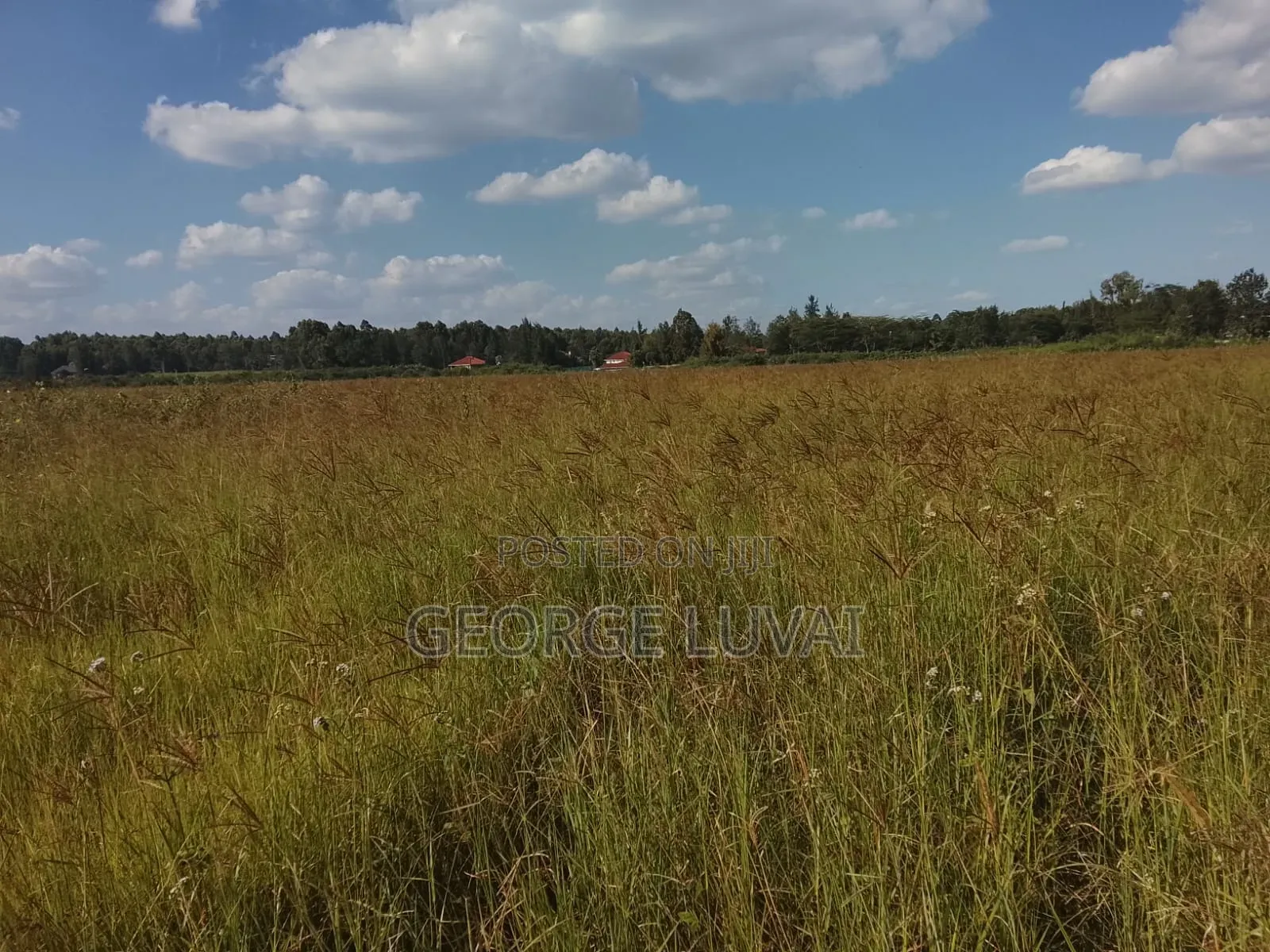 Boma Rhodes Grass