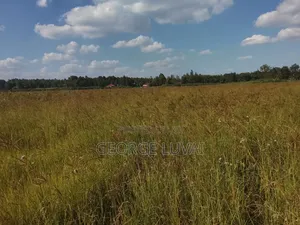 Boma Rhodes Grass