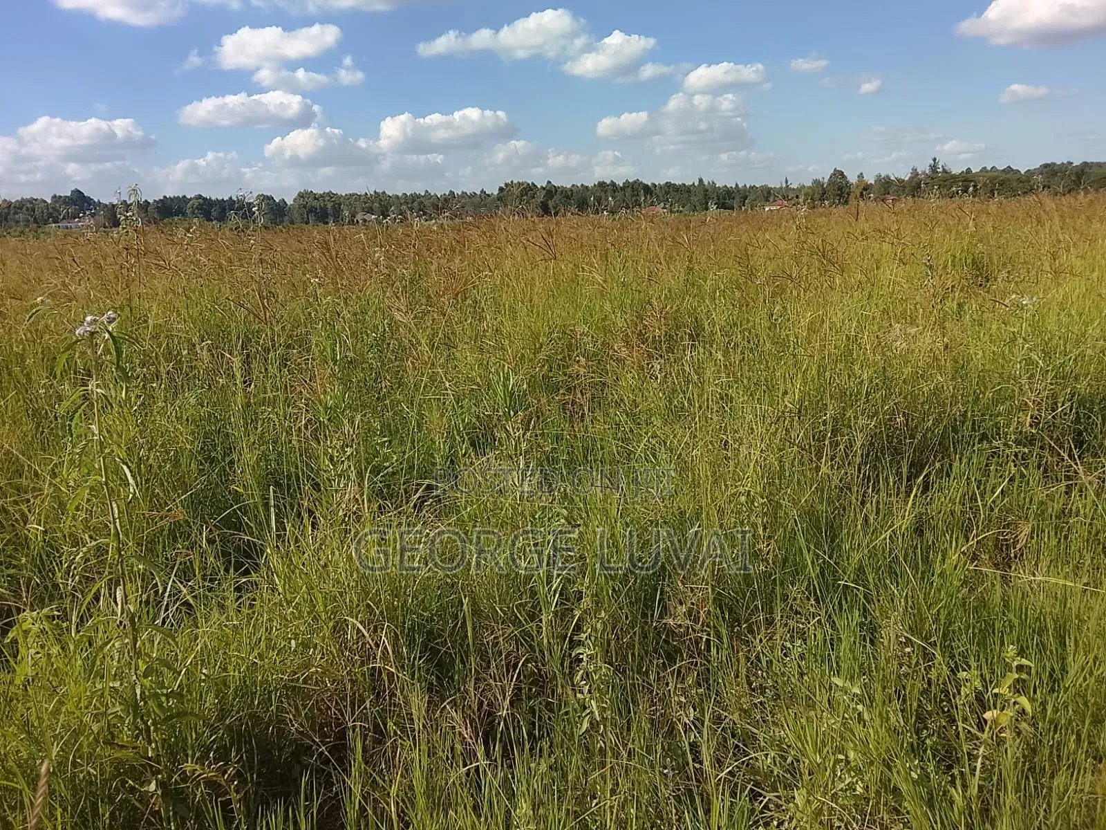 Boma Rhodes Grass