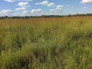 Boma Rhodes Grass