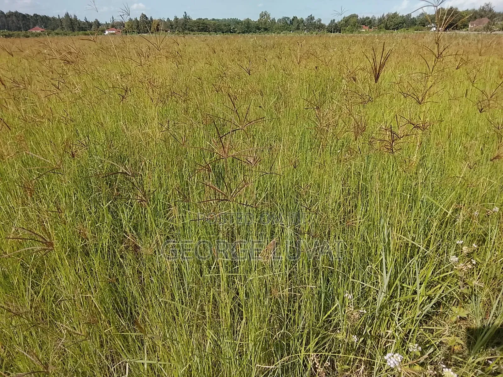 Boma Rhodes Grass