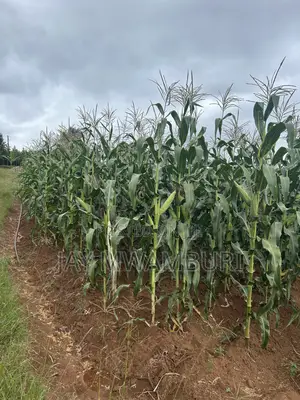 2 Acres Land Mua Hills