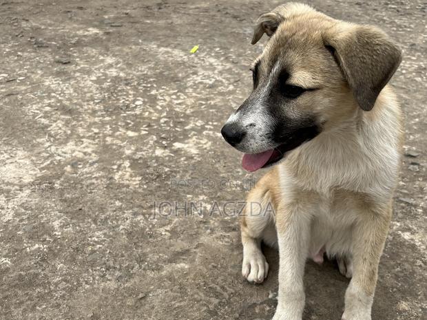3-6 months Male Mixed Breed Boerboel - thumbnail 4