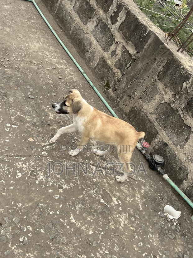 3-6 months Male Mixed Breed Boerboel - thumbnail 5